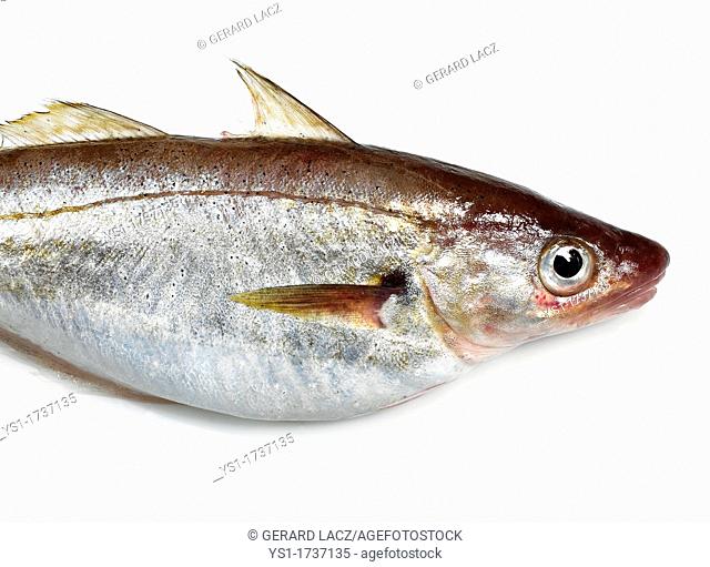 Whiting, merlangius merlangus, Fresh Fish against White Background