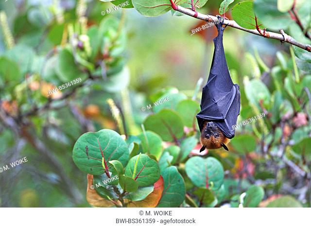 seychelles flying fox, seychelles fruit bat (Pteropus seychellensis), hanging in a tree, Seychelles, Mahe