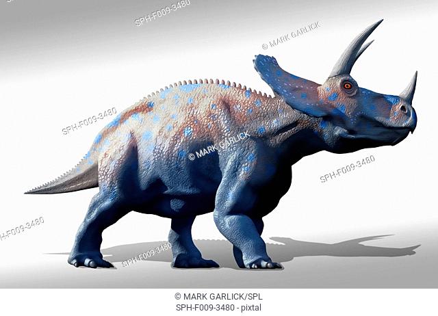 Artwork of a herd of triceratops dinosaurs. These animals were common in the late Cretaceous period, from around 70 million years ago until the extinction of...