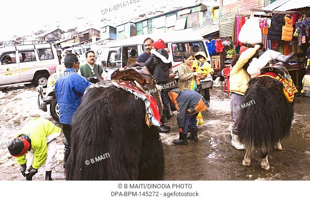Tourists with children getting ready with winter shoe and yaks for a ride in Tsomogo lake ; Sikkim ; India