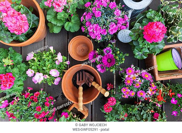 Various pink blooming potted plants on terrace