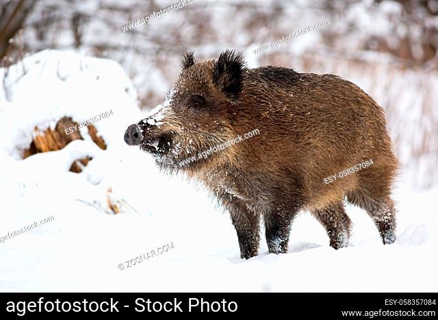Wild boar, sus scrofa, standing on snow in wintertime nature. Brown mammal looking on snowy meadow. Big animal with hairy fur observing on white field