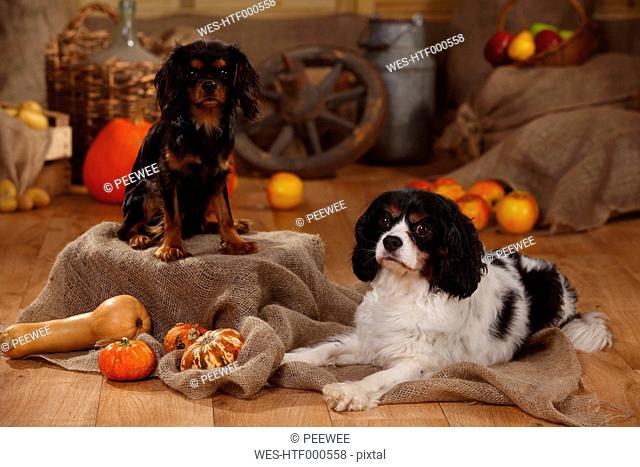 Two Cavalier King Charles Spaniels in an autumnal decorated barn
