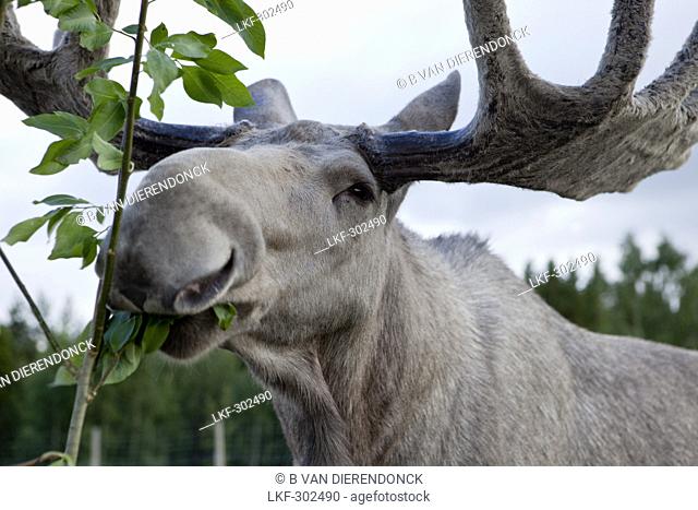 An elk bull at Christer Johansson elkfarm Aelgens Hus, Bjurholm, Vaesterbotten, Sweden, Europe