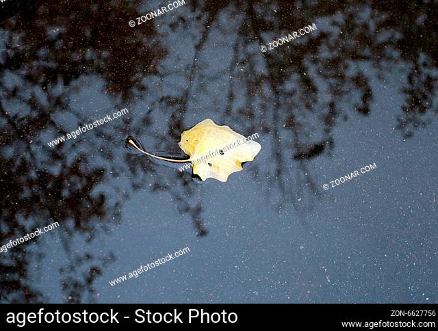 Yellow leaves lie on the wet pavement brilliant