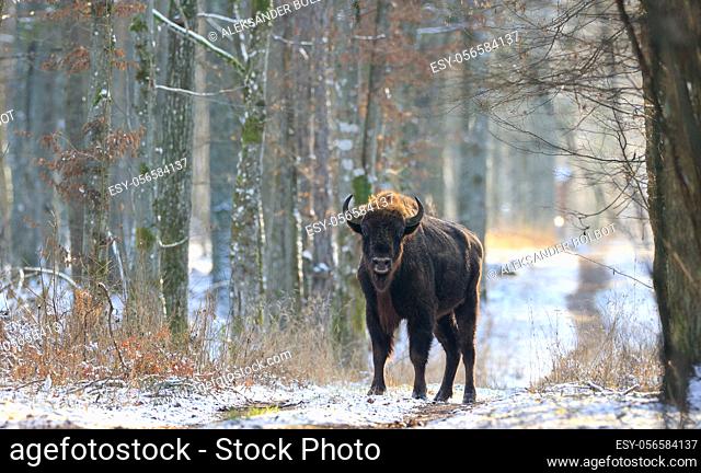 Adult European bison(Bison bonasus) bull in forest looking at camera, Bialowieza Forest, Poland, Europe