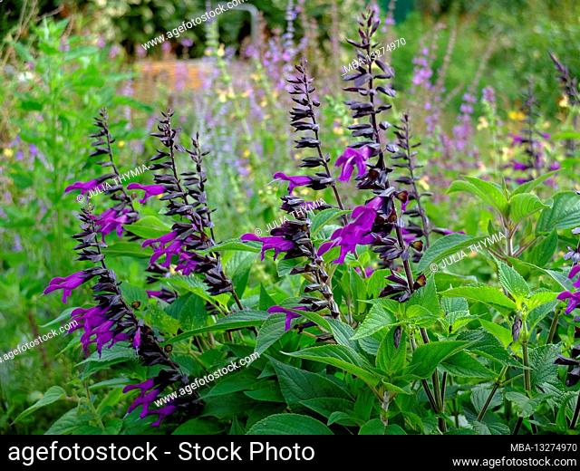The sage 'Amistad' with purple flowers (Salvia)