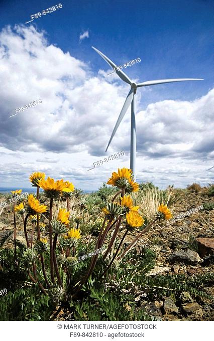 Wind turbine on ridge with yellow wildflowers
