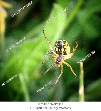 A spider on its web in Prado del Rey, Sierra de Cadiz, Andalusia, Spain