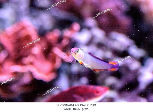 Purple cap firefish, Nemateleotris decora