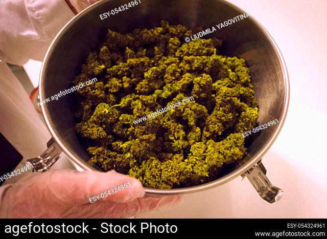 Marijuana in the pan. Cannabis inflorescences in a pot in a laboratory