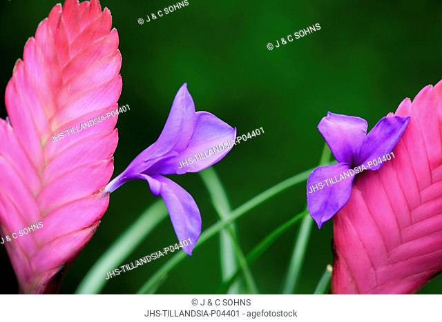 Tillandsia, (tillandsia cyanea), bloom, blooming, Germany, Europe