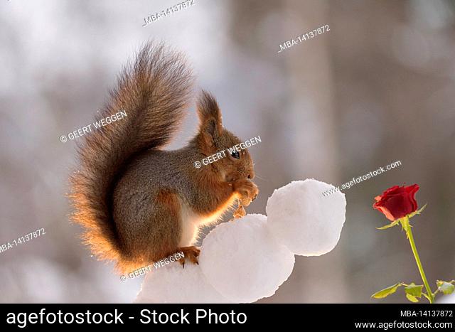 red squirrel is standing on snow with a rose