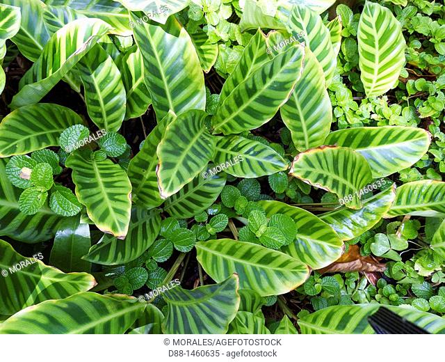 Hawaï , Big Island , Hamakua coast , Tropical botanical garden , Zebra plant  Calathea zebrina  , family : Marantaceae