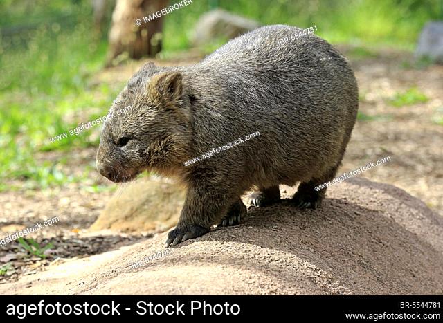 Common common wombat (Vombatus ursinus), adult, Mount Lofty, South Australia, Australia, Oceania