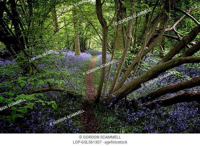 England, Essex, Basildon. Bluebells in an Essex woodland