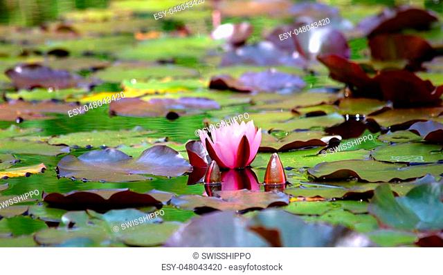 Natural swamp with water lillies and frogs
