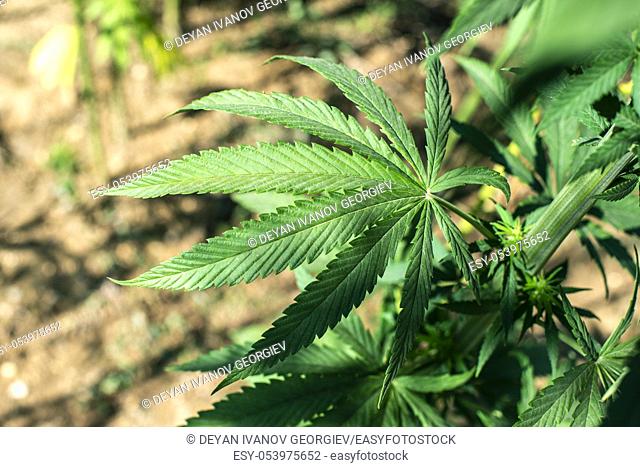 Marijuana farm. Growing industrially Marijuana for pharmaceutical needs. Marijuana plantation. Narcotic plants in agriculture industry
