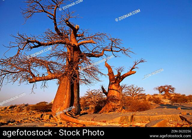 Kubu Island (lekhubu island) im Südwesten der Sowa Pan, Makgadikgadi pans, Botswana; famous Kubu Island, Botsuana