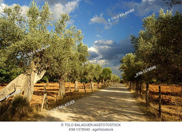 Olives, Biniatzar, Bunyola, Illes Balears Spain Mallorca Tramuntana