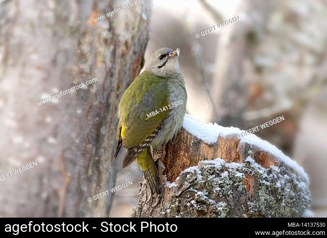 grey-headed woodpecker picus canus is standing on a tree with snow