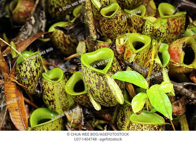 Nepenthes pitcher plant. Semengoh Wildlife Centre, Kuching, Sarawak, Malaysia