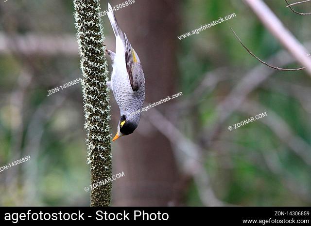 noisy miner (Manorina melanocephala), queensland australia