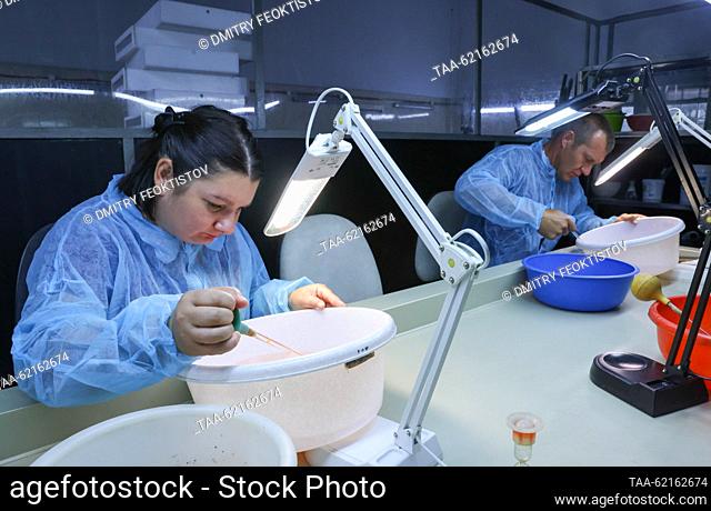 RUSSIA, SOCHI - SEPTEMBER 14, 2023: Employees sort fertilized spawn eggs at the Adler Trout Breeding Plant in the village of Kazachy Brod