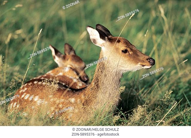Unterart: Japan-Sika - Sikatier und Sikakalb ruhen auf einer Waldwiese - (Japanischer Sikahirsch) / Subspecies: Japanese Sika Deer hind and fawn resting in a...