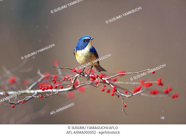 Red-Flanked Bluetail