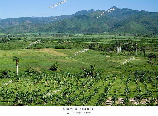 Coconut trees surrounded by lush countryside in the Valle de los Ingenios and the Escambray Sierra, Cuba