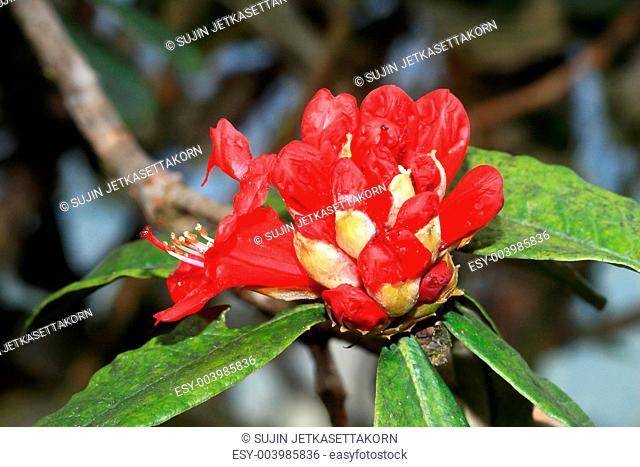 rhododendron flower background in Doi Inthanon, Thailand