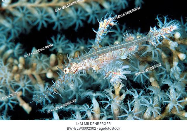 Sand lizardfish Synodus dermatogenys