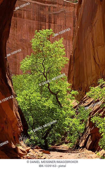 Fremont Cottonwood (Populus fremontii) in the Long Canyon, Grand Staircase-Escalante National Monument, Utah, USA
