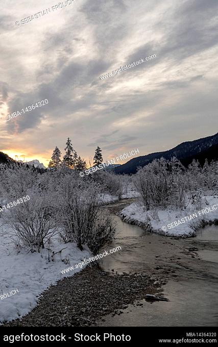 Snowy landscape in the Isar floodplains, with the river and individual spruce trees in winter during sunset on the border with the Karwendel near Vorderriss and...