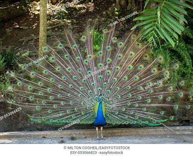 Male peafowl, peacock, displaying the beautiful plumage of it's tail feathers