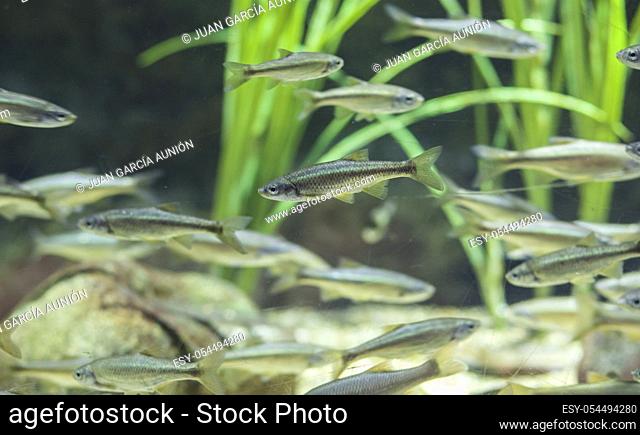Common bleak or Alburnus alburnus, a species of freshwater fish in Guadiana River, Spain