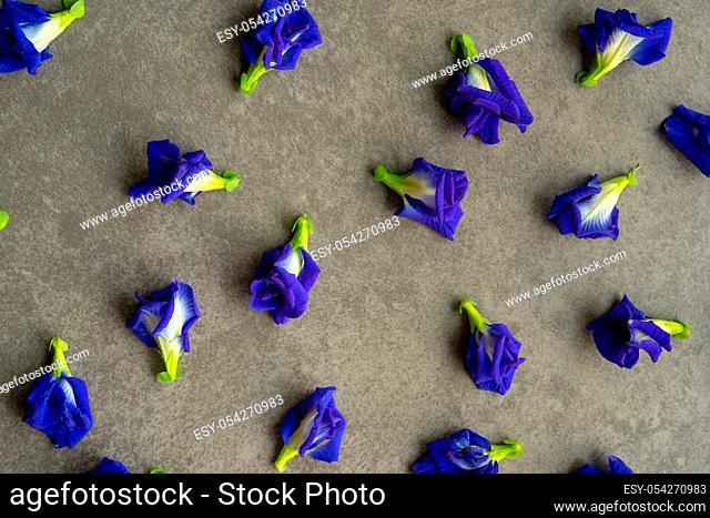 Blue butterfly pea flowers on grey background