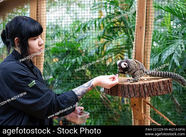 29 December 2022, Brandenburg, Potsdam: Animal keeper Lisa feeds the white-tufted monkey (Callithrix jacchus) Manfred during a press tour for the annual review...