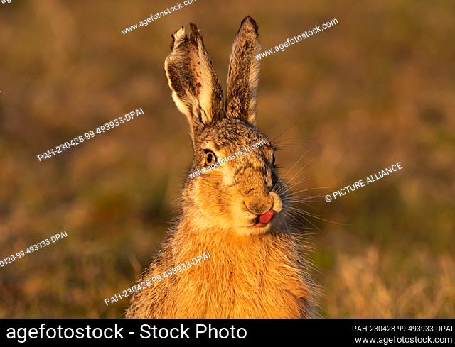 11 April 2023, Lower Saxony, Wangerooge: 11.04.2023, Wangerooge. A brown hare (Lepus europaeus) sits on a salt marsh on the North Sea island of Wangerooge
