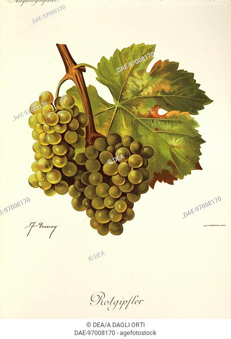Pierre Viala (1859-1936), Victor Vermorel (1848-1927), Traite General de Viticulture. Ampelographie, 1901-1910. Tome VI, plate: Rotgipfter grape