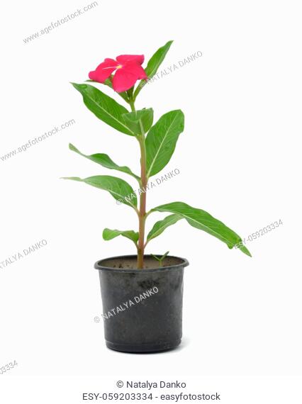 blooming Catharanthus pink in black plastic pot isolated on white background, plant for transplanting in the garden