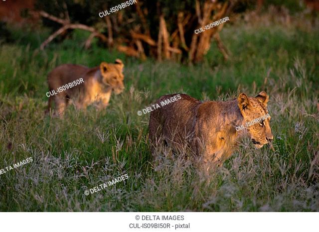 Lion cubs (Panthera leo) walking, Tsavo, Coast, Kenya