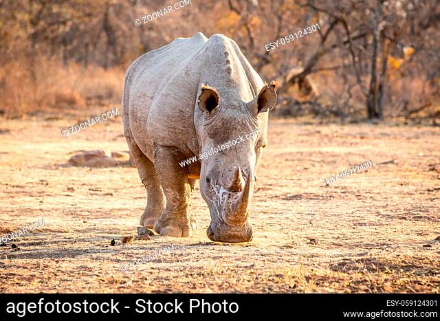 White rhino standing in the grass, South Africa