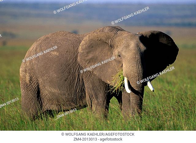 KENYA, MASAI MARA, GRASSLAND, ELEPHANT GRAZING