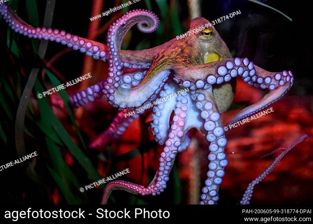 04 June 2020, Berlin: Octopus ""Manfred"" in his tank at AquaDom & SEA LIFE Berlin. Photo: Britta Pedersen/dpa-Zentralbild/dpa