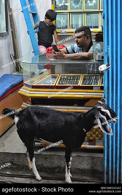 Life as a Bihari. A goat in front of a phone shop. ‘Biharis’ refers to the approximately 300, 000 non-Bengali citizens of the former East Pakistan who remain...