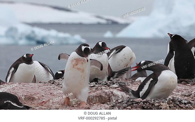 Gentoo penguin (Pygoscelis papua) colony, adult walks up and drops stone in nest, Antarctica