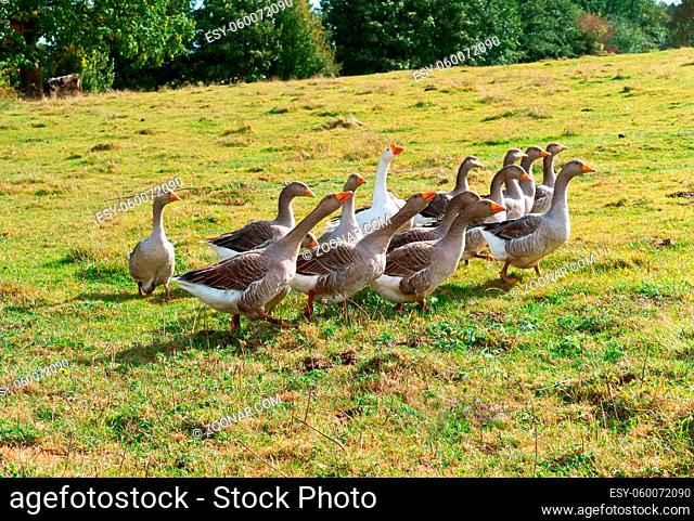 gray domestic geese, a flock of large geese