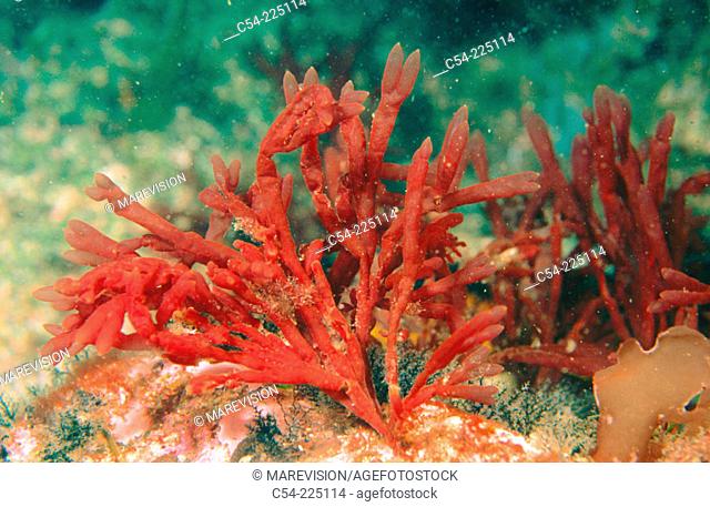 Red Seaweeds (Scinaia turgida)